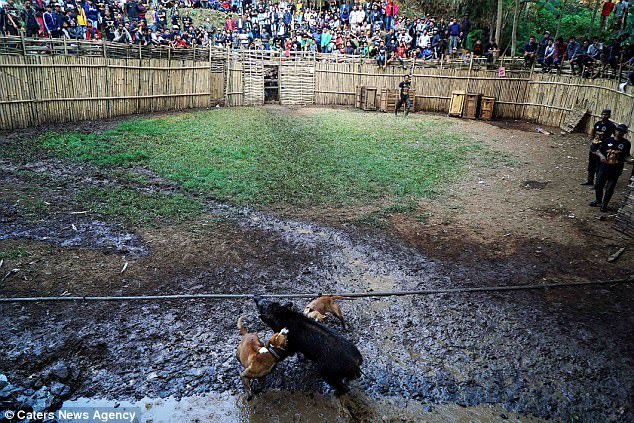Đột nhập nơi tổ chức chó pitbull tử chiến lợn rừng đẫm máu ở Indonesia