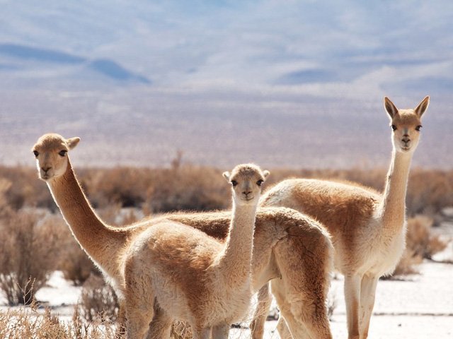 12 bức ảnh quyến rũ bạn đến Argentina