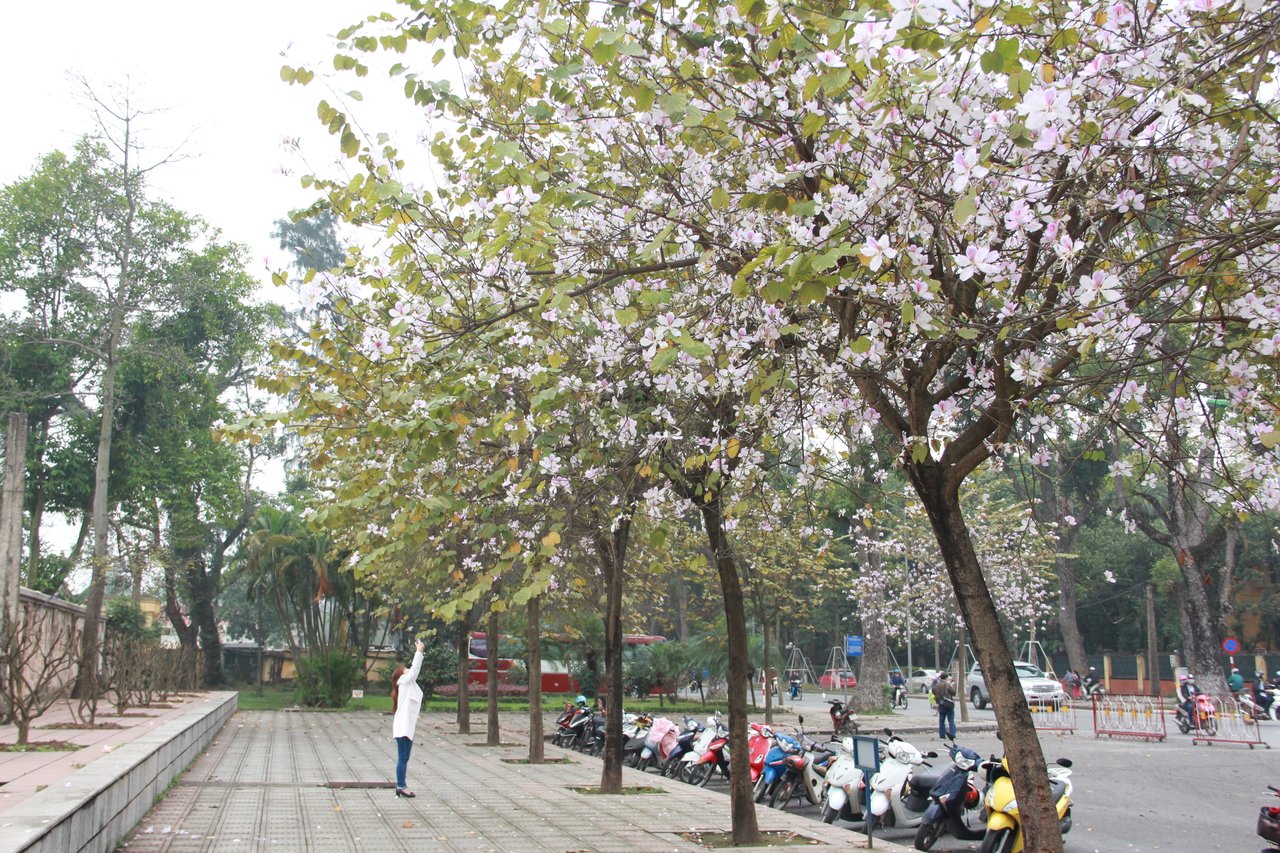 hoa-ban-ruc-sac-giua-long-ha-noi