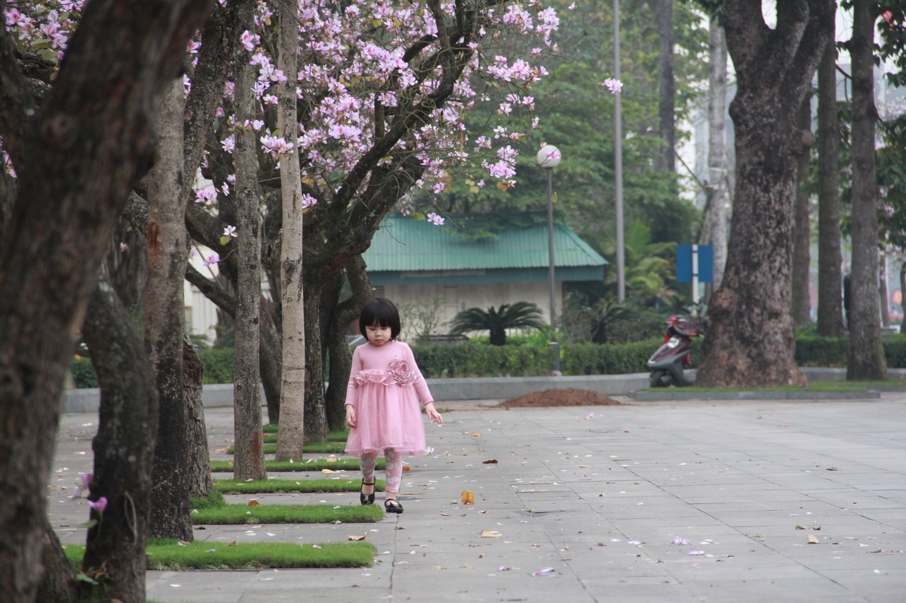 hoa-ban-ruc-sac-giua-long-ha-noi