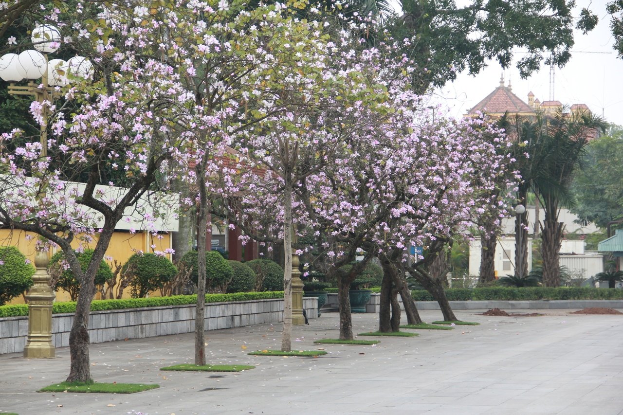 hoa-ban-ruc-sac-giua-long-ha-noi