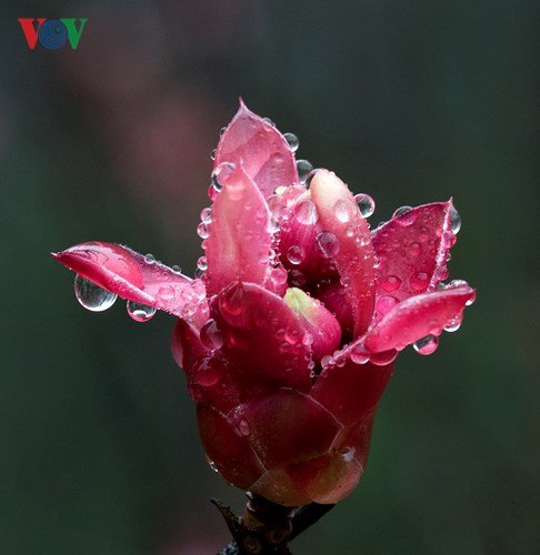Man mác đào Chuông cuối mùa trên đỉnh Bà Nà