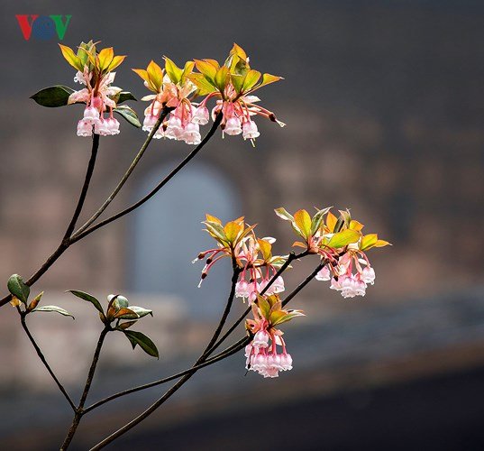 Man mác đào Chuông cuối mùa trên đỉnh Bà Nà