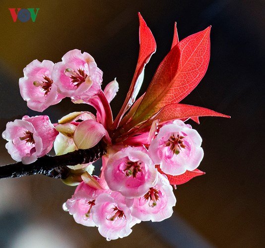 Man mác đào Chuông cuối mùa trên đỉnh Bà Nà