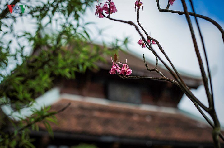 Man mác đào Chuông cuối mùa trên đỉnh Bà Nà