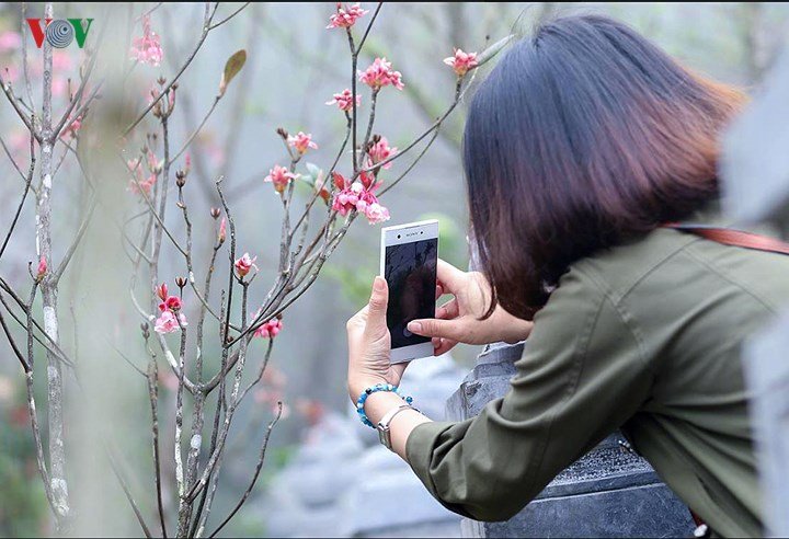 Man mác đào Chuông cuối mùa trên đỉnh Bà Nà