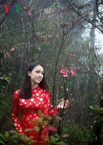 Man mác đào Chuông cuối mùa trên đỉnh Bà Nà