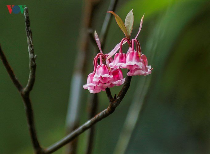 Man mác đào Chuông cuối mùa trên đỉnh Bà Nà