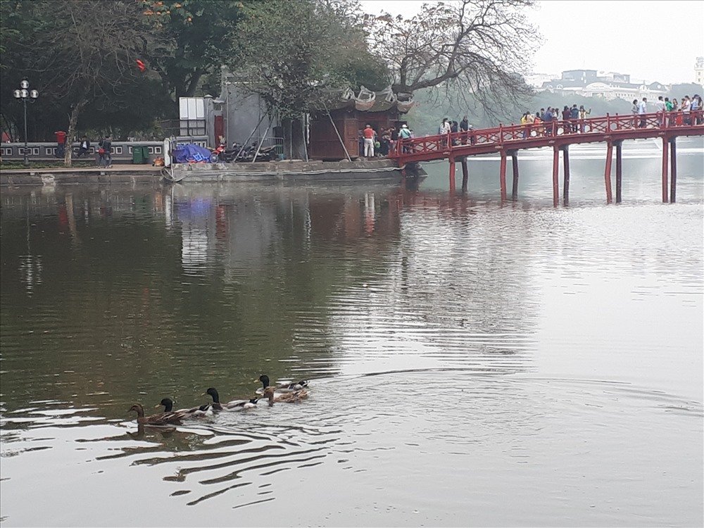 bat-ngo-xuat-hien-dan-vit-troi-tai-ho-guom