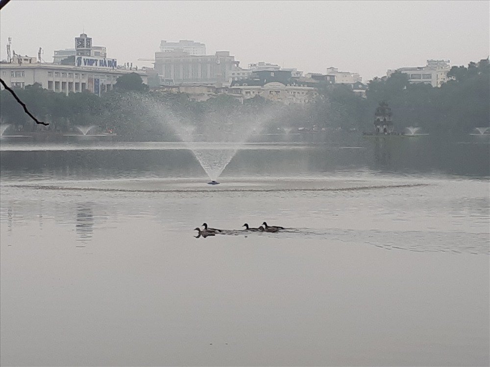 bat-ngo-xuat-hien-dan-vit-troi-tai-ho-guom
