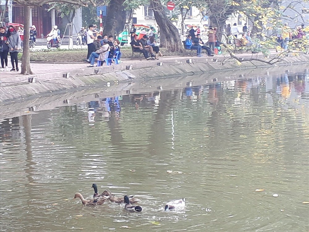 bat-ngo-xuat-hien-dan-vit-troi-tai-ho-guom