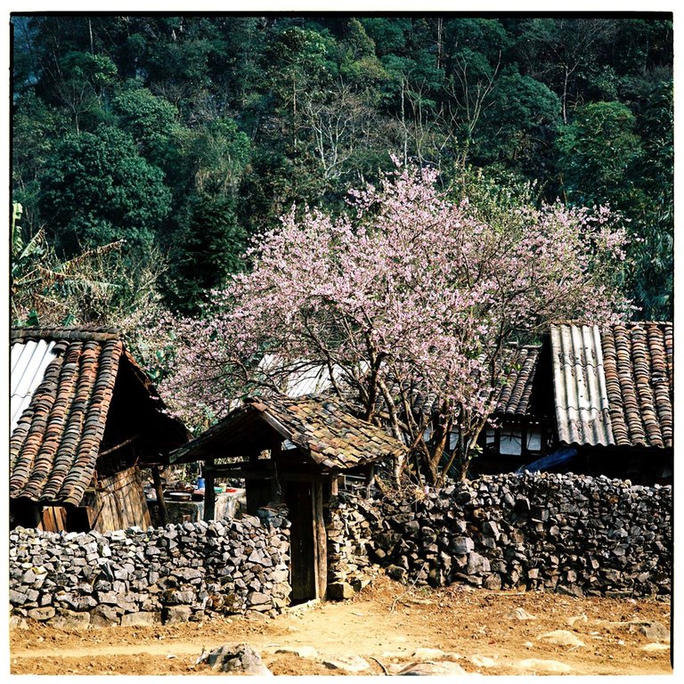 Bộ ảnh phim tuyệt đẹp về cao nguyên đá Hà Giang mùa xuân