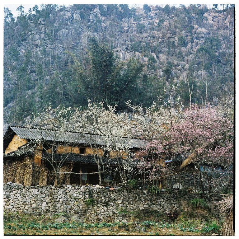 Bộ ảnh phim tuyệt đẹp về cao nguyên đá Hà Giang mùa xuân