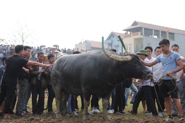 vinh-phuc-thit-trau-choi-thang-ban-gia-3-trieu-dongkg-van-dat-nhu-tom-tuoi