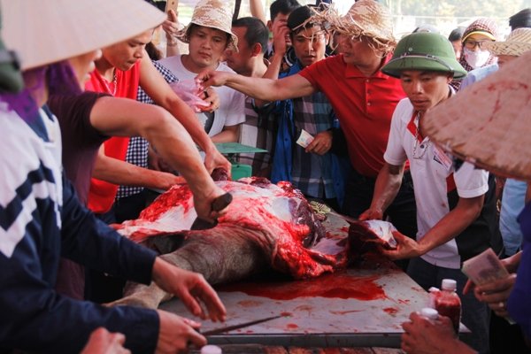 vinh-phuc-thit-trau-choi-thang-ban-gia-3-trieu-dongkg-van-dat-nhu-tom-tuoi