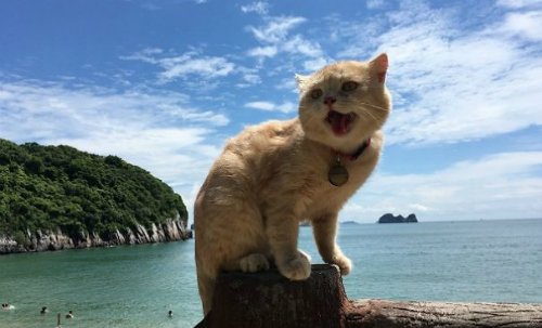 Con mèo tên Chó nổi tiếng mạng xã hội