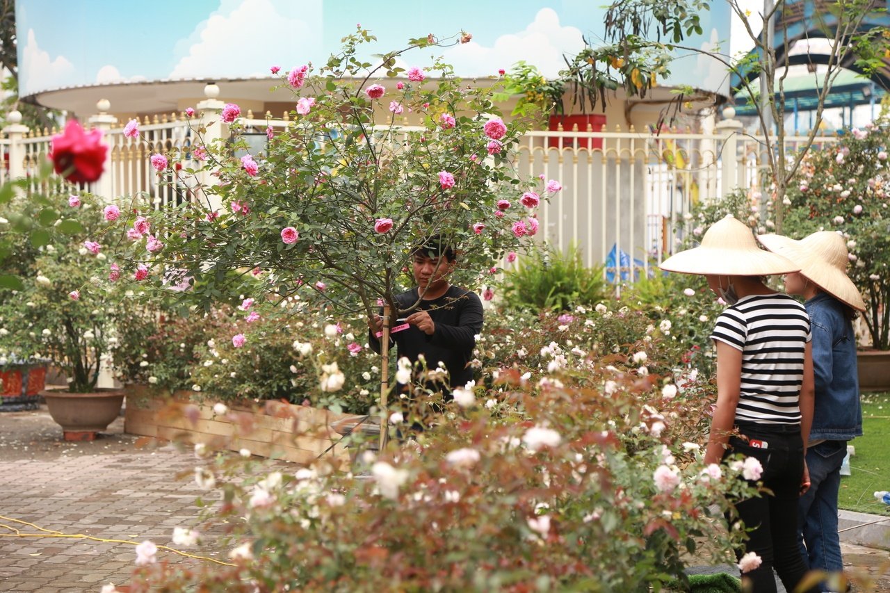 le-hoi-hoa-hong