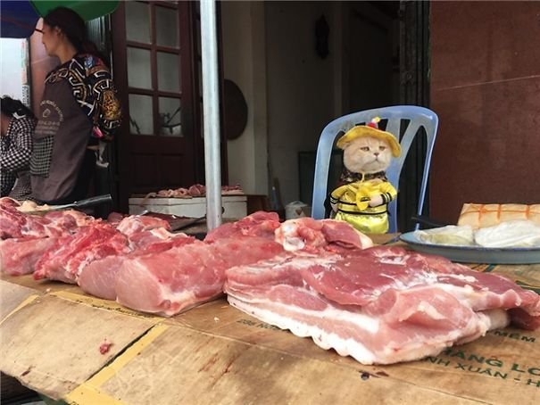 ngam-con-meo-ten-cho-o-viet-nam-noi-tieng-ra-quoc-te