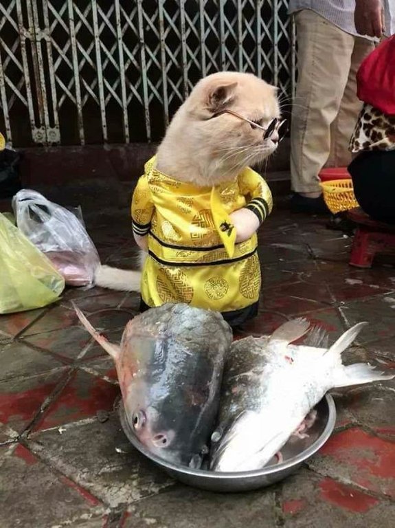 ngam-con-meo-ten-cho-o-viet-nam-noi-tieng-ra-quoc-te