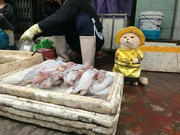 ngam-con-meo-ten-cho-o-viet-nam-noi-tieng-ra-quoc-te
