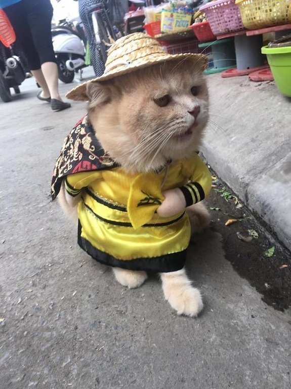 ngam-con-meo-ten-cho-o-viet-nam-noi-tieng-ra-quoc-te