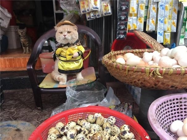 ngam-con-meo-ten-cho-o-viet-nam-noi-tieng-ra-quoc-te