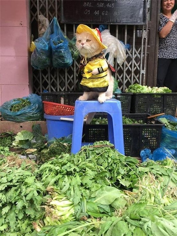 ngam-con-meo-ten-cho-o-viet-nam-noi-tieng-ra-quoc-te