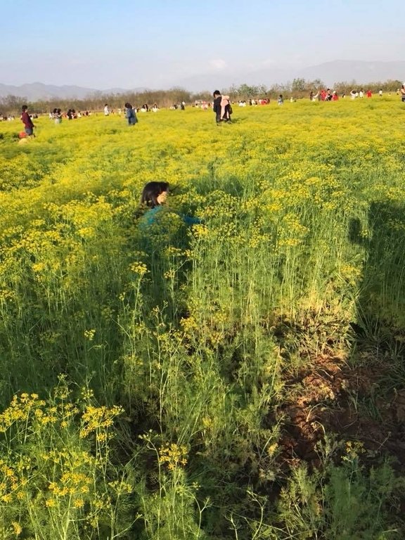 dan-mang-suc-soi-truy-tim-nhom-du-khach-pha-hoai-canh-dong-thia-la-o-ninh-thuan