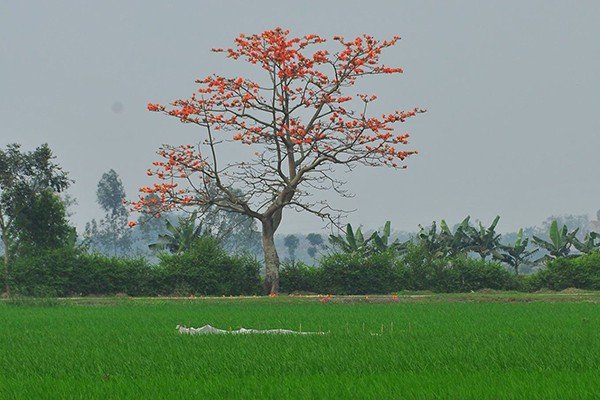 me-man-voi-hoa-gao-no-do-ruc-vung-ngoai-thanh-ha-noi