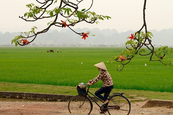 me-man-voi-hoa-gao-no-do-ruc-vung-ngoai-thanh-ha-noi