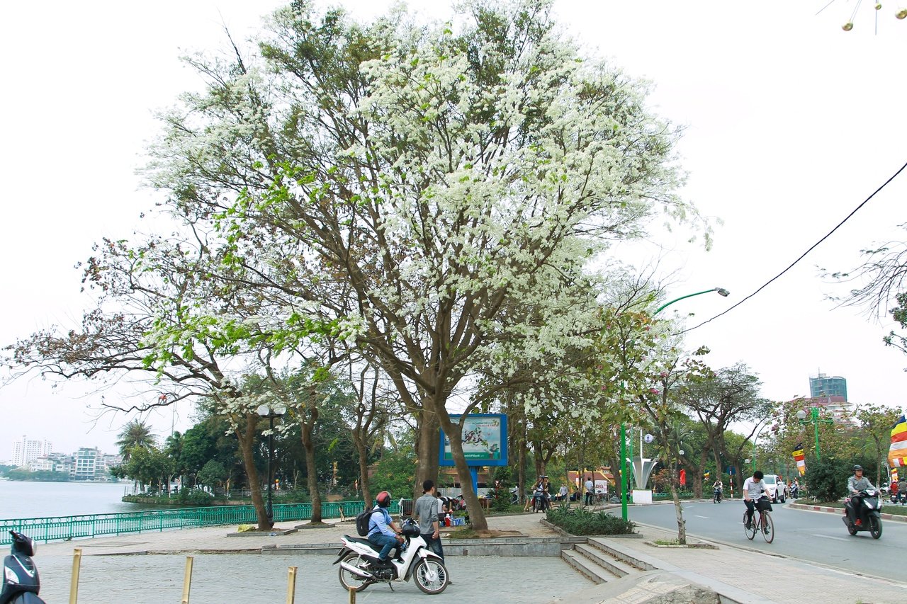 mua-hoa-sua