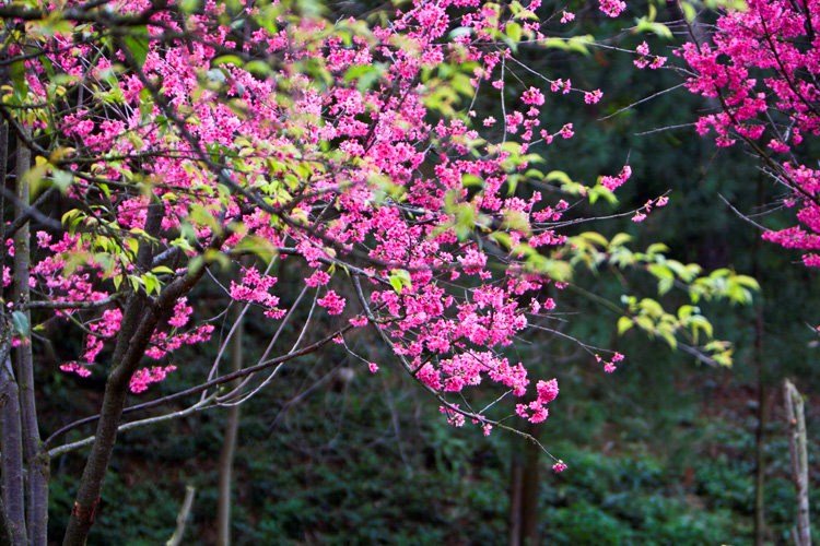 ngay-xuan-phan-la-ngay-gi