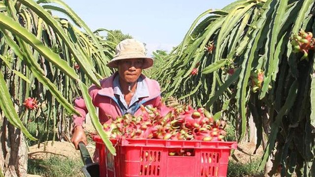 Thương lái Trung Quốc đang lùng mua trái cây gì ở Việt Nam