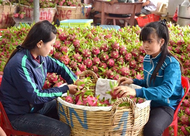 Thương lái Trung Quốc đang lùng mua trái cây gì ở Việt Nam