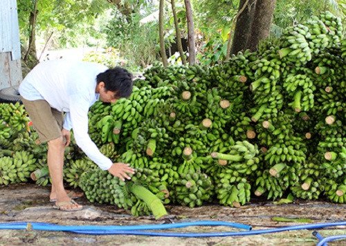 Thương lái Trung Quốc đang lùng mua trái cây gì ở Việt Nam