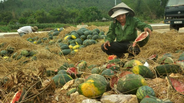 Thương lái Trung Quốc đang lùng mua trái cây gì ở Việt Nam