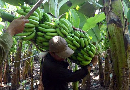 Thương lái Trung Quốc đang lùng mua trái cây gì ở Việt Nam