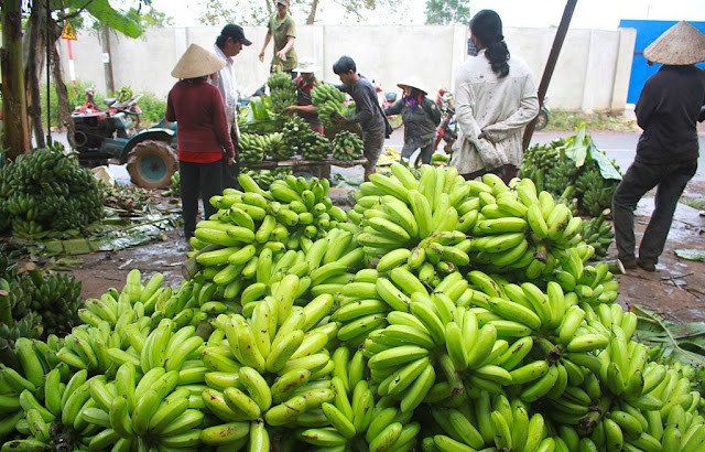 Thương lái Trung Quốc đang lùng mua trái cây gì ở Việt Nam