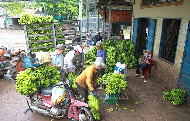 Thương lái Trung Quốc đang lùng mua trái cây gì ở Việt Nam
