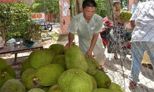 Thương lái Trung Quốc đang lùng mua trái cây gì ở Việt Nam