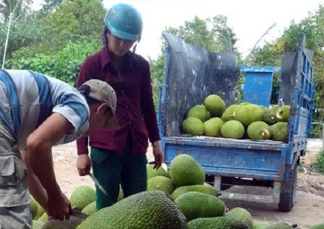 Thương lái Trung Quốc đang lùng mua trái cây gì ở Việt Nam
