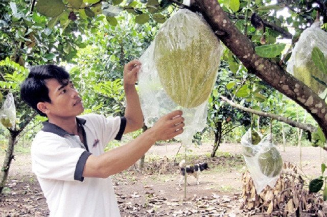Thương lái Trung Quốc đang lùng mua trái cây gì ở Việt Nam