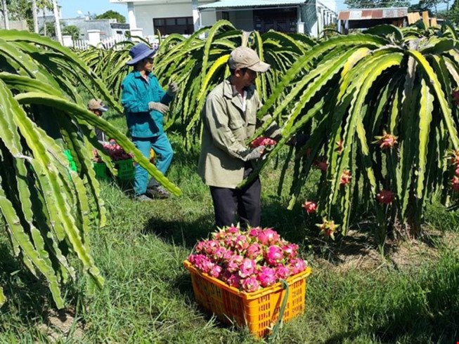 Thương lái Trung Quốc đang lùng mua trái cây gì ở Việt Nam