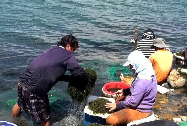 Thăm thủ phủ rong nho giúp nông dân Ninh Thuận đổi đời