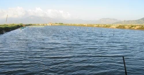 Thăm thủ phủ rong nho giúp nông dân Ninh Thuận đổi đời