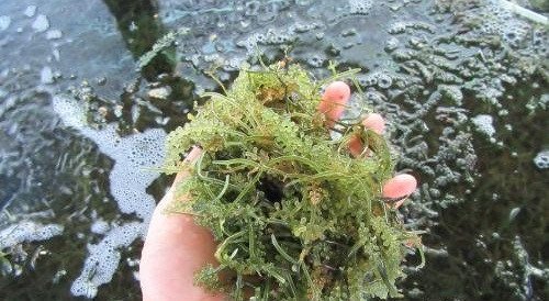 Thăm thủ phủ rong nho giúp nông dân Ninh Thuận đổi đời