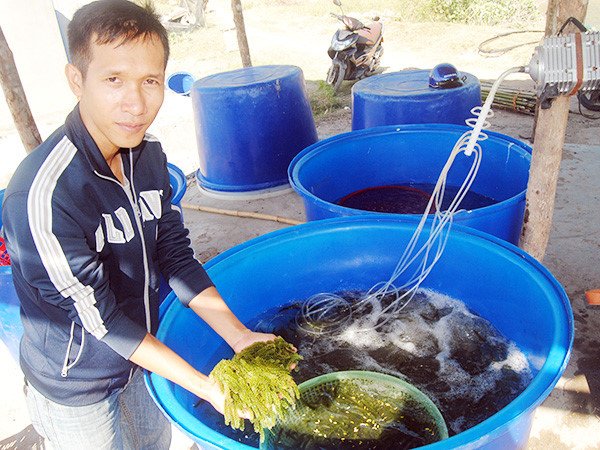 Thăm thủ phủ rong nho giúp nông dân Ninh Thuận đổi đời