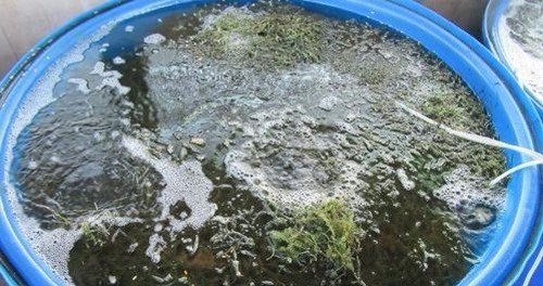 Thăm thủ phủ rong nho giúp nông dân Ninh Thuận đổi đời