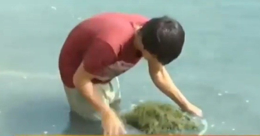 Thăm thủ phủ rong nho giúp nông dân Ninh Thuận đổi đời