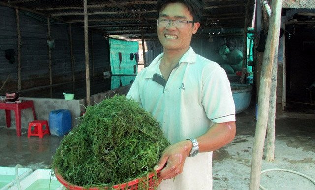 Thăm thủ phủ rong nho giúp nông dân Ninh Thuận đổi đời